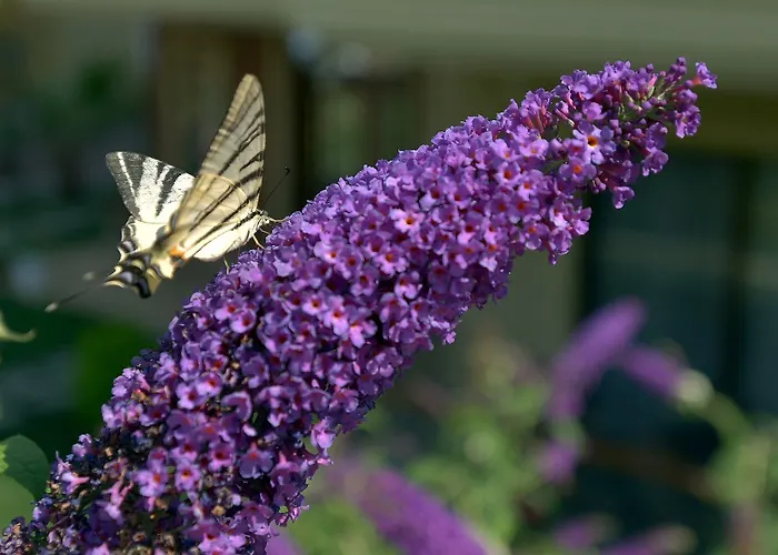 Ξενοδοχείο Niluefer Butik (adults Only) Ayvalı